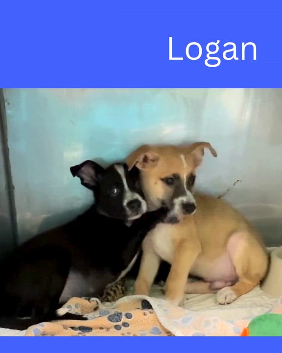 Enlarge Logan, an adopted mixed breed in Bedford, IN video 2/2
