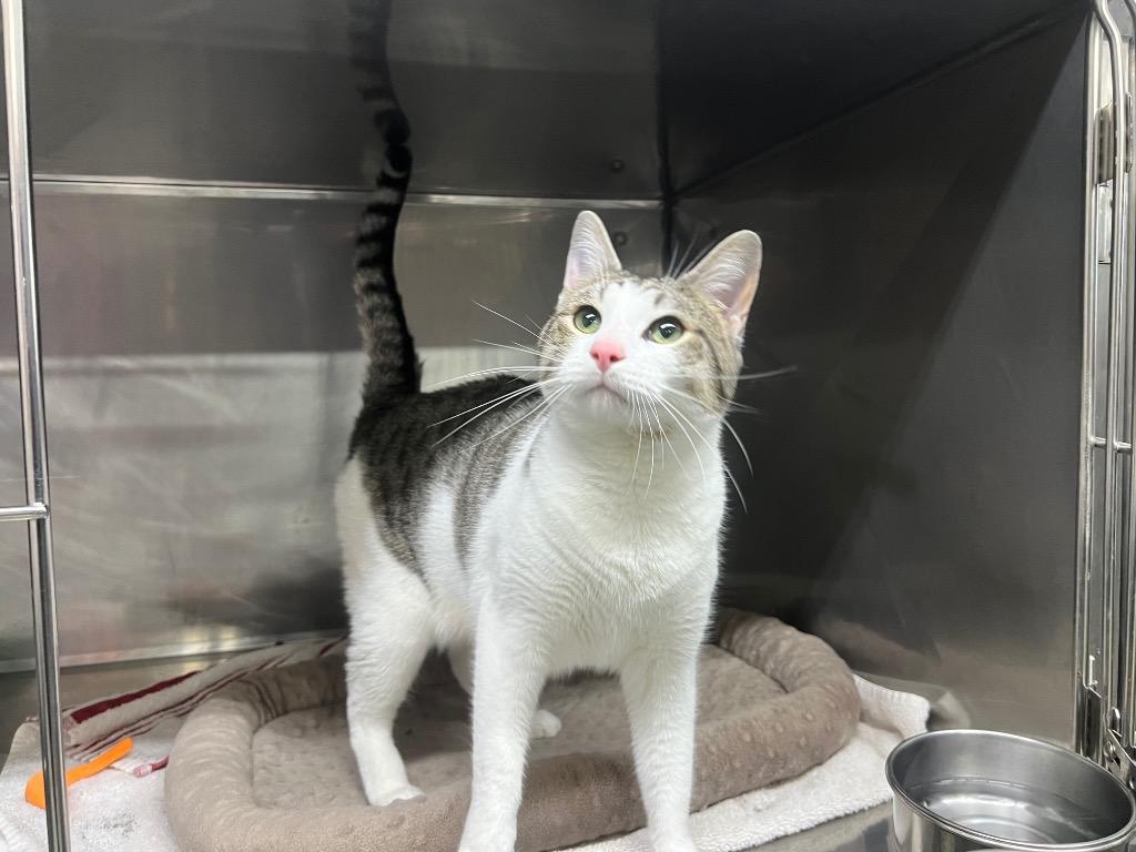 Enlarge Boogie, a Adoptable mixed breed in Murray, KY image 5/5