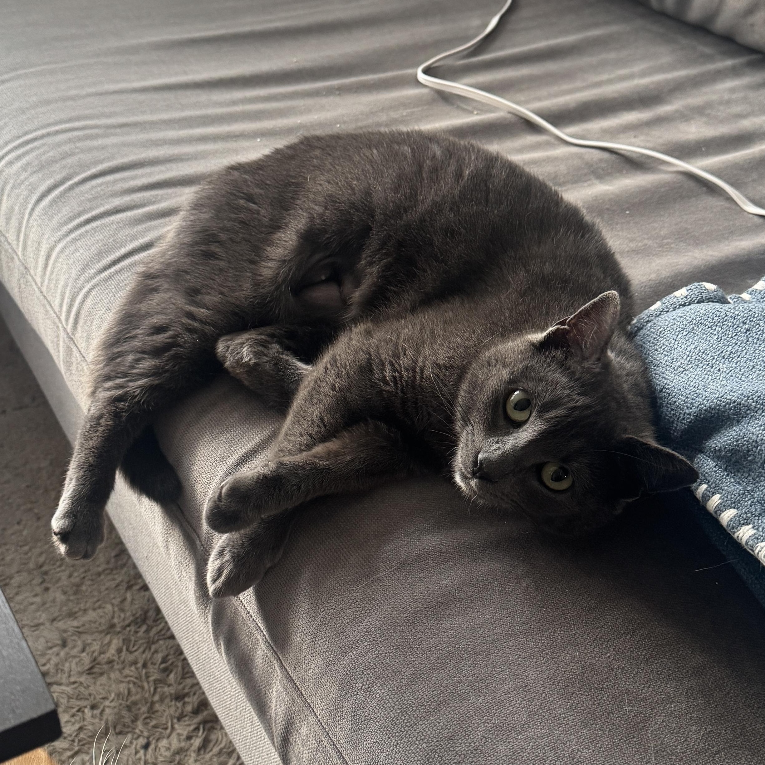 Enlarge Dot, a ADOPTABLE Domestic Short Hair in Bayonne, NJ image 1/5