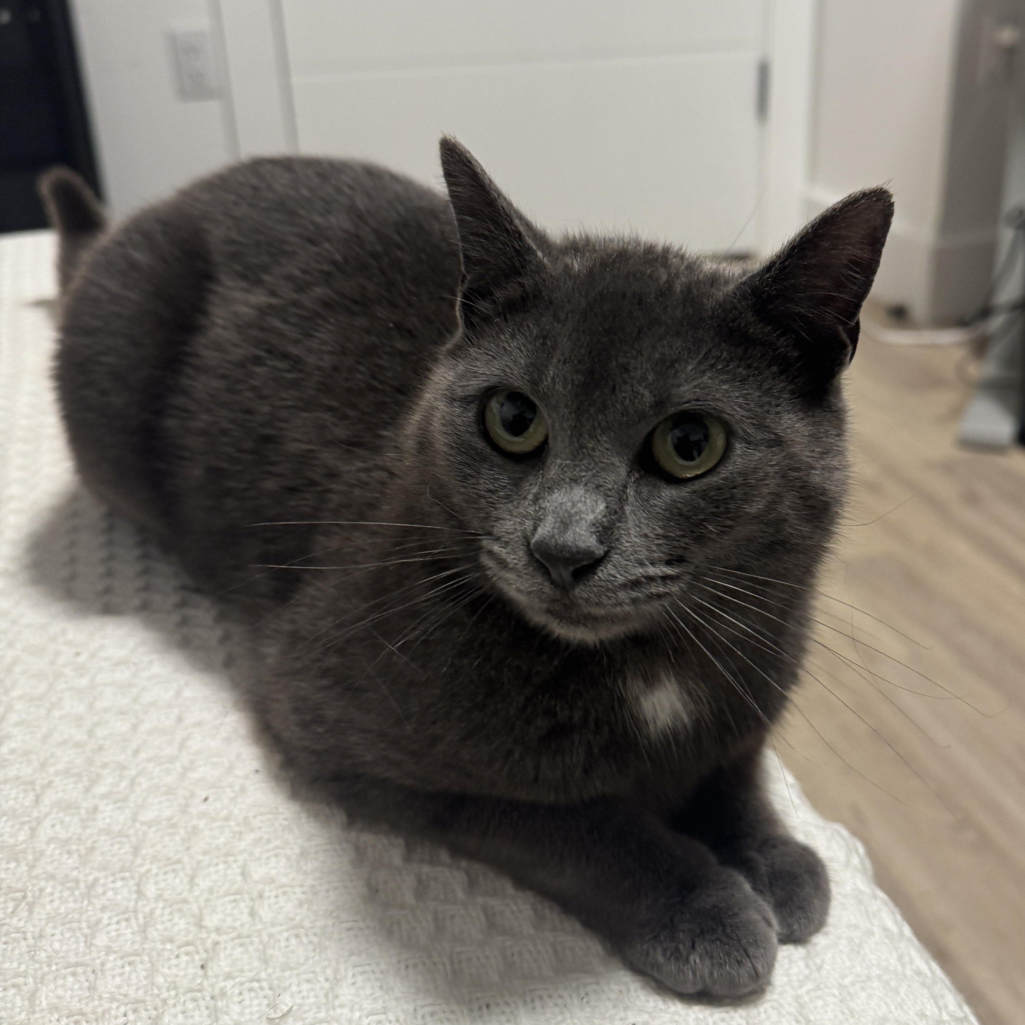 Enlarge Dot, a ADOPTABLE Domestic Short Hair in Bayonne, NJ image 2/5