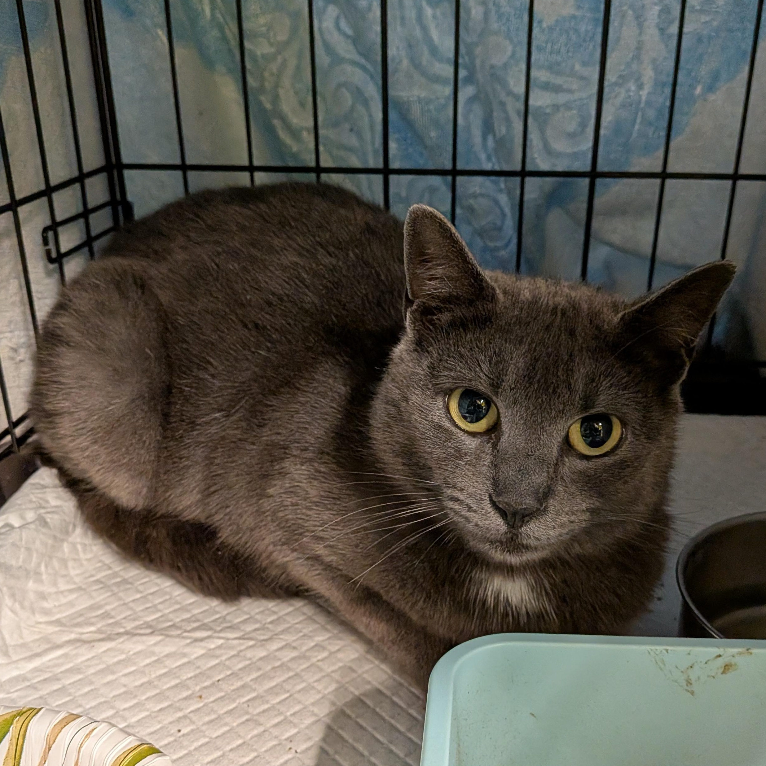 Enlarge Dot, a ADOPTABLE Domestic Short Hair in Bayonne, NJ image 3/5