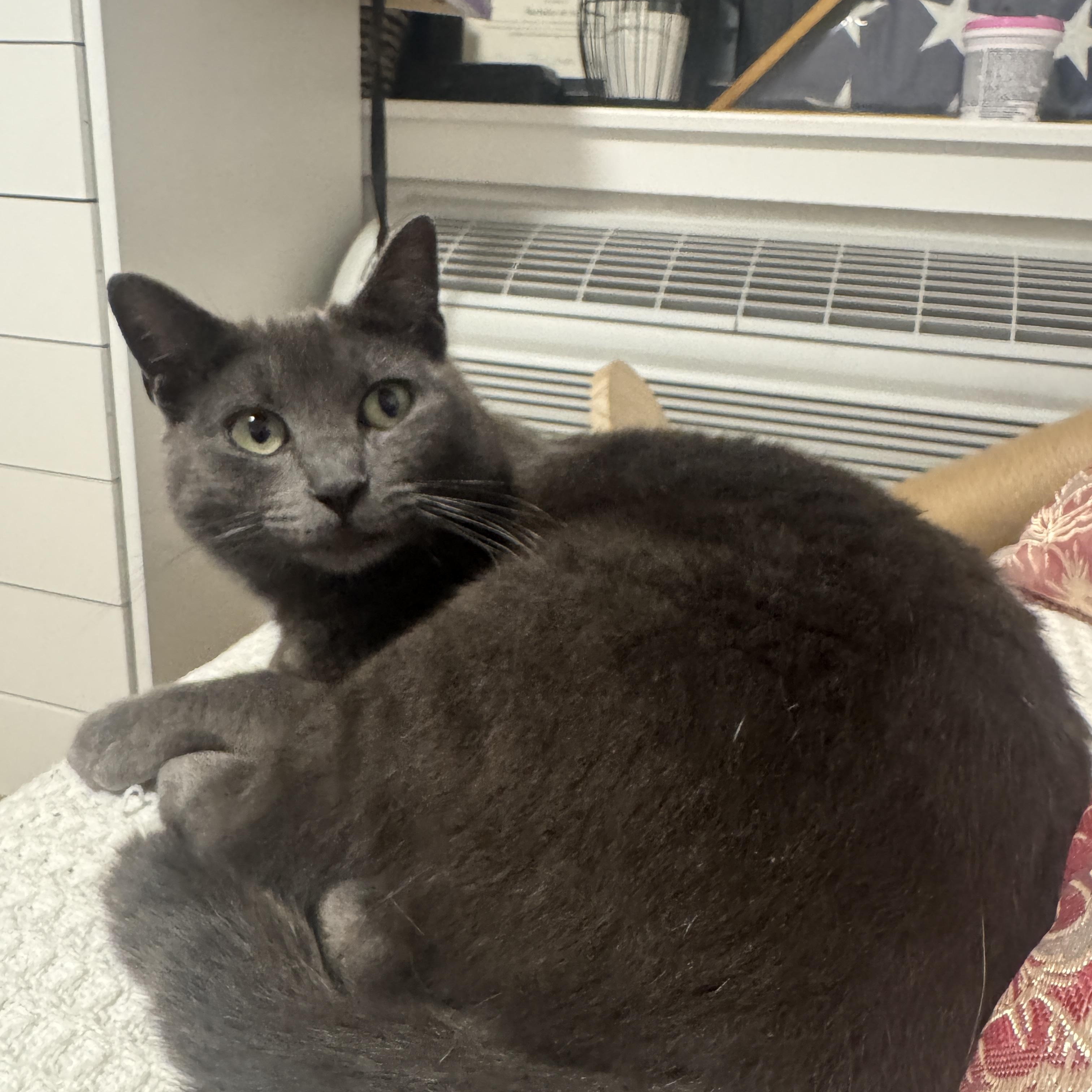 Enlarge Dot, a ADOPTABLE Domestic Short Hair in Bayonne, NJ image 5/5