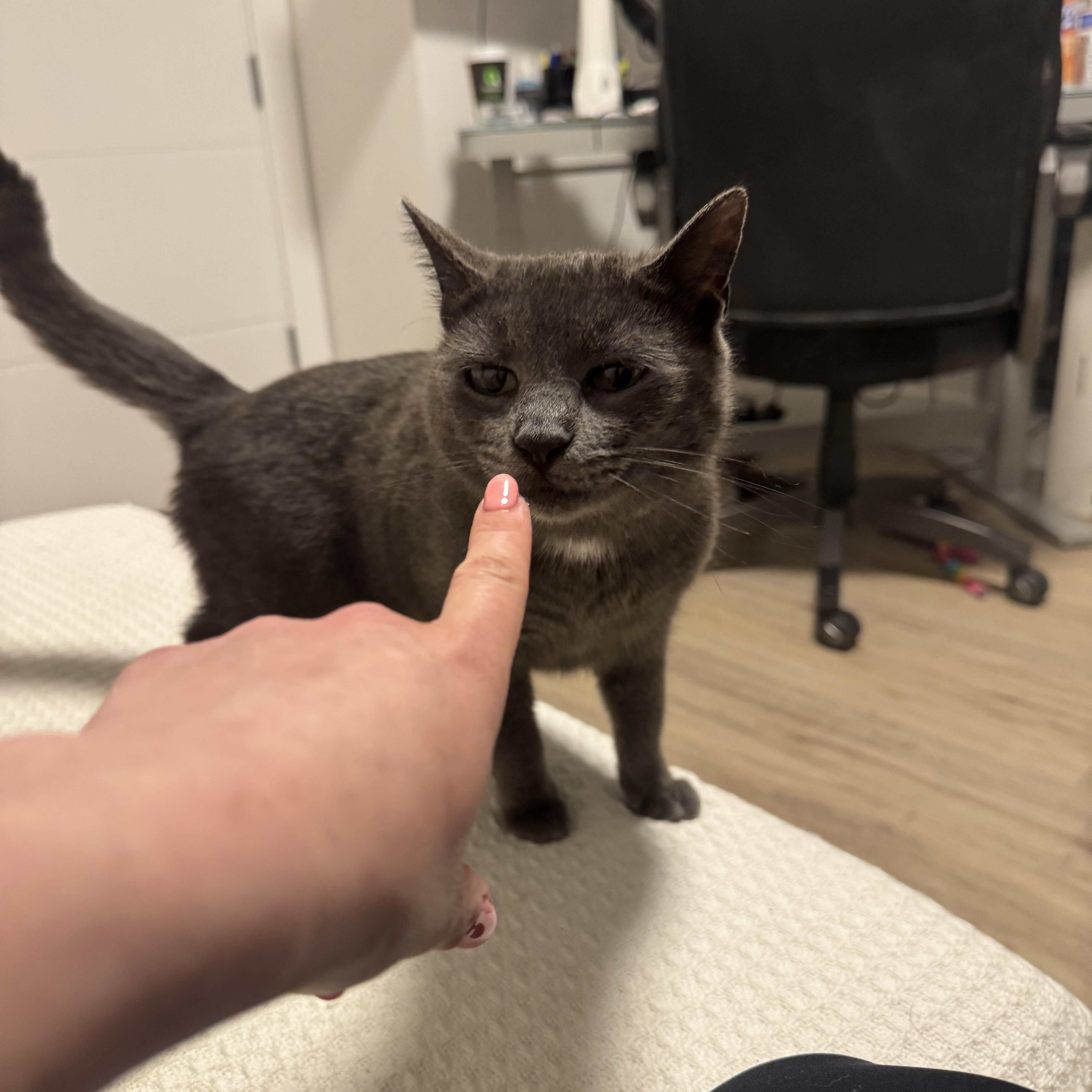 Enlarge Dot, a ADOPTABLE Domestic Short Hair in Bayonne, NJ image 4/5