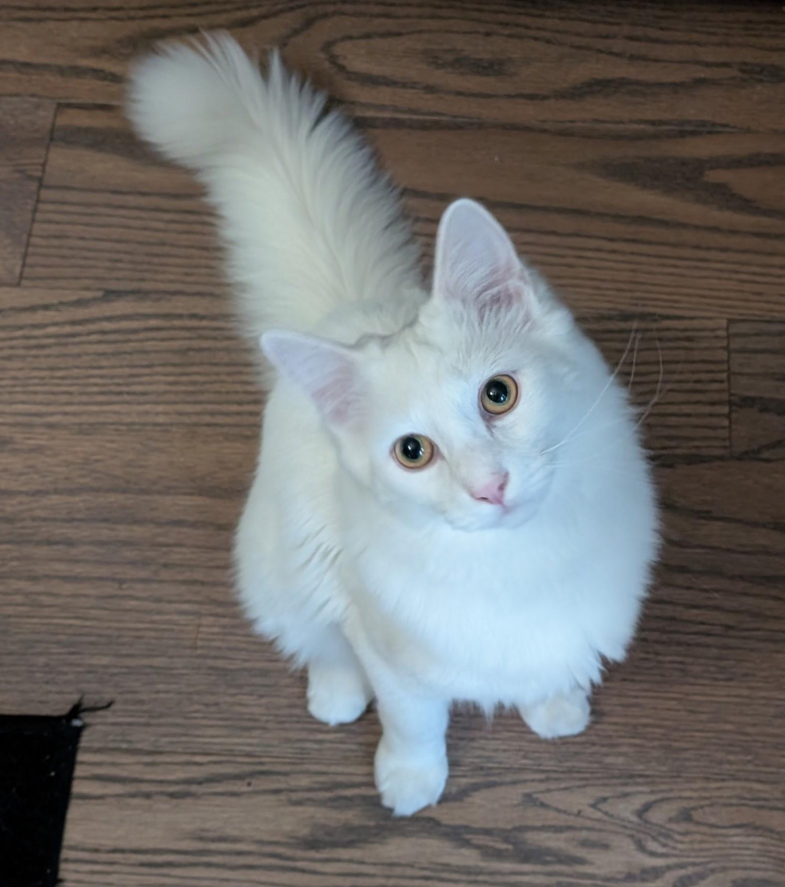 Jasper