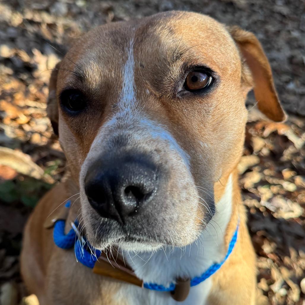 Enlarge Saskia, a Adoptable Mixed Breed in Decatur, GA image 1/6