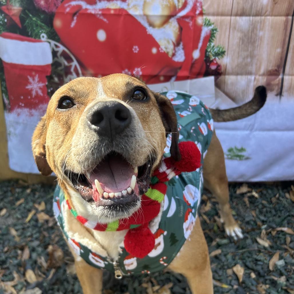Enlarge Saskia, a Adoptable Mixed Breed in Decatur, GA image 1/6