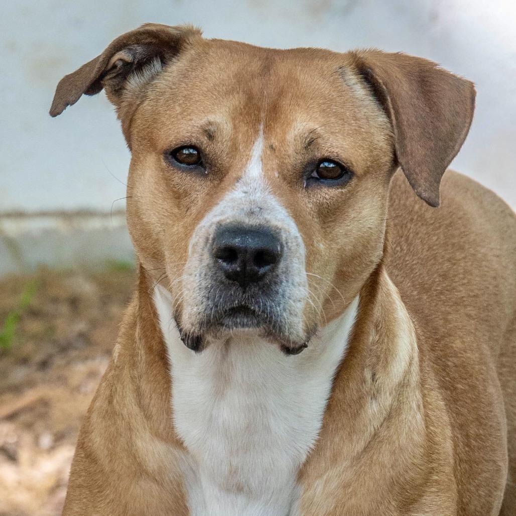 Enlarge Saskia, a Adoptable Mixed Breed in Decatur, GA image 2/6