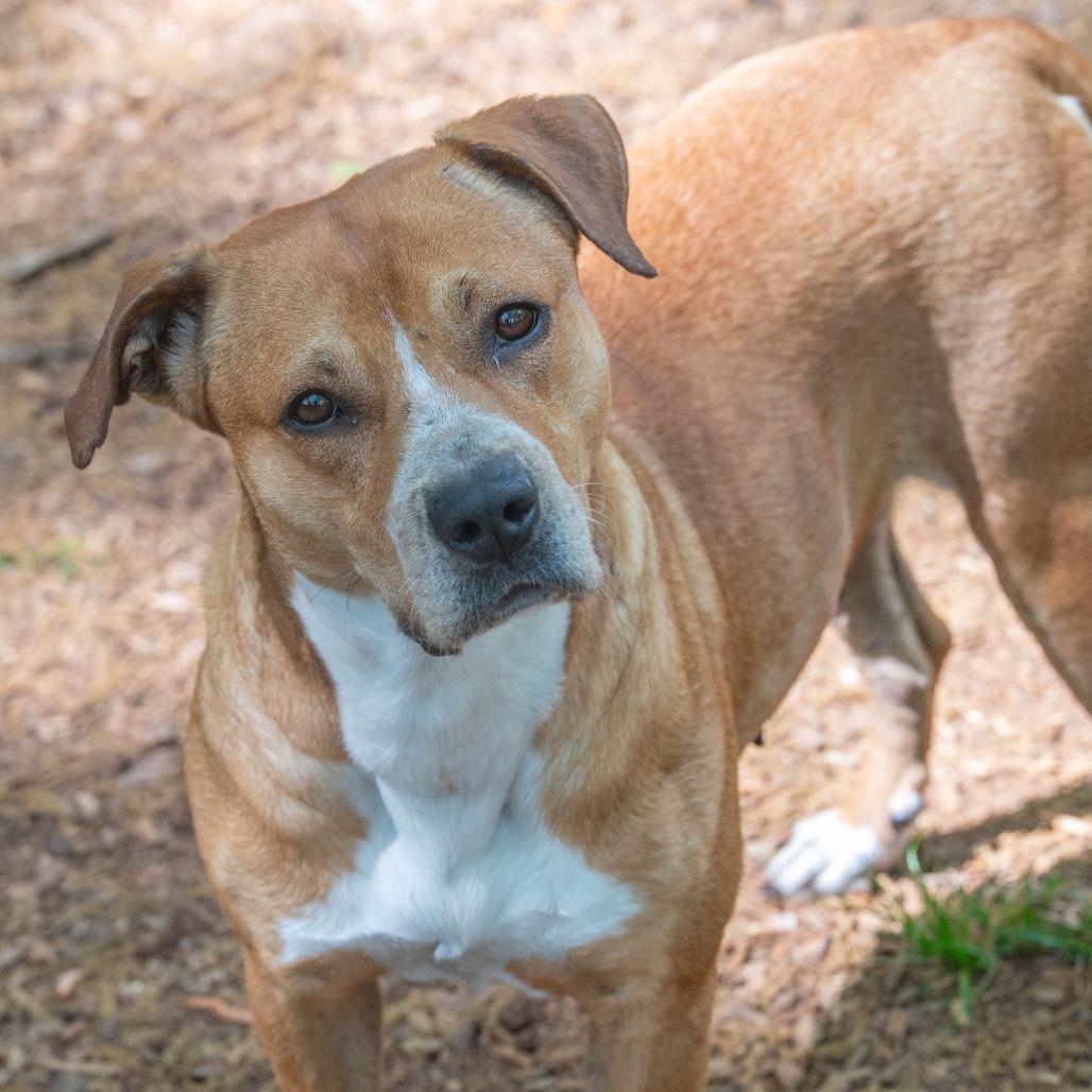 Enlarge Saskia, a Adoptable Mixed Breed in Decatur, GA image 3/6