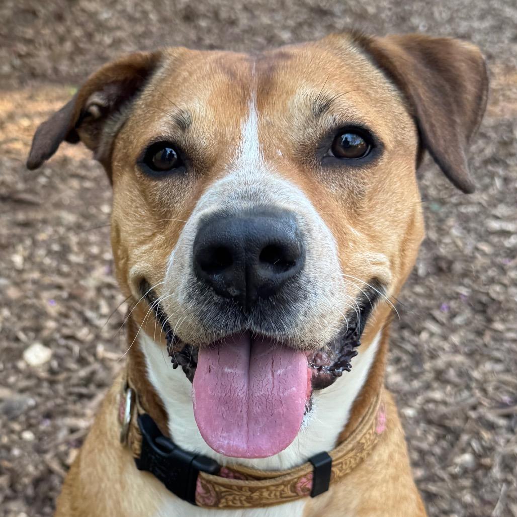 Enlarge Saskia, a Adoptable Mixed Breed in Decatur, GA image 1/6