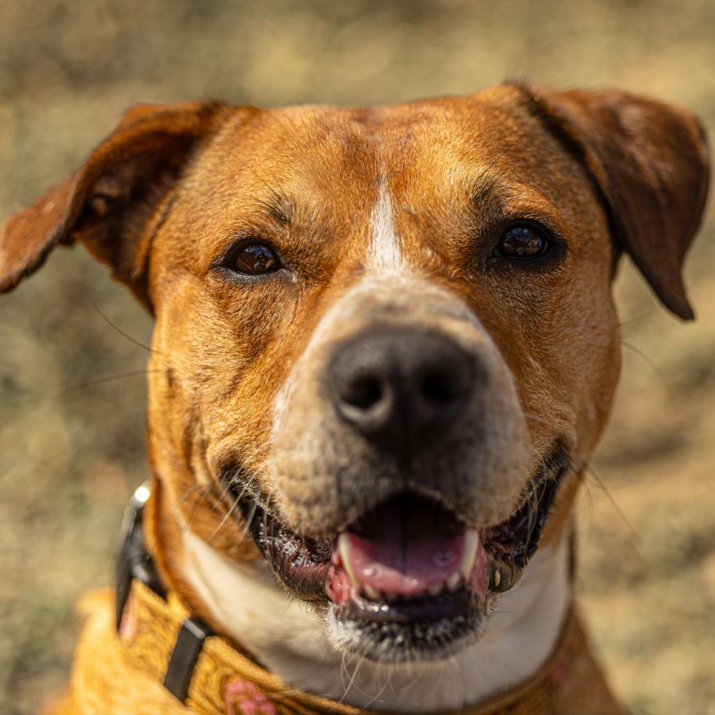Enlarge Saskia, a Adoptable Mixed Breed in Decatur, GA image 3/6