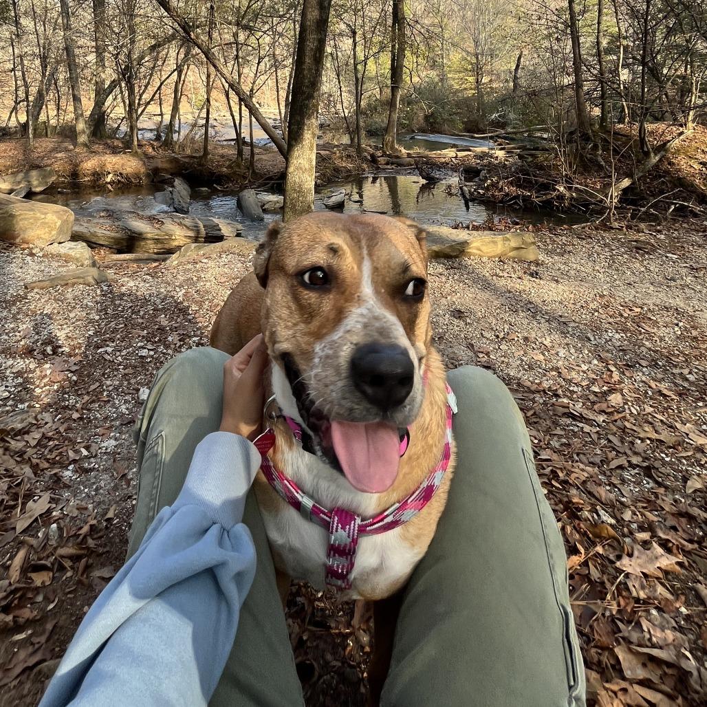 Enlarge Saskia, a Adoptable Mixed Breed in Decatur, GA image 4/6
