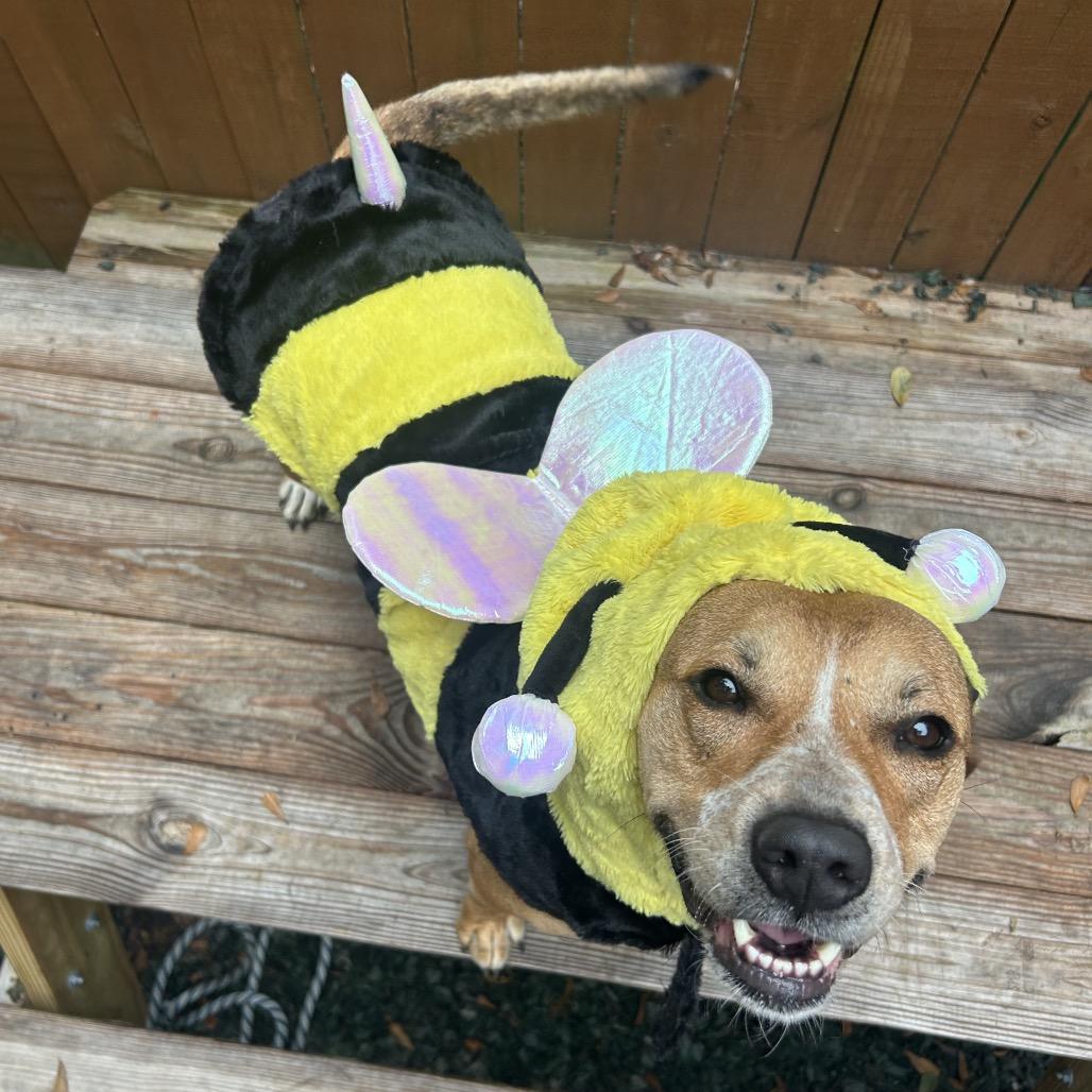 Enlarge Saskia, a Adoptable Mixed Breed in Decatur, GA image 6/6