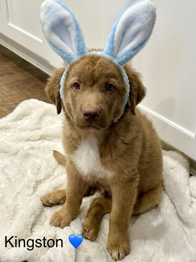 Enlarge Kingston, a Adoptable mixed breed in Rockwall, TX image 1/2