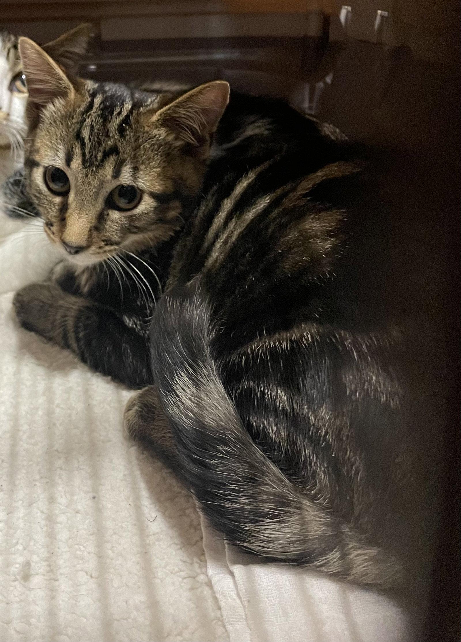 Enlarge Pepper, a Adoptable mixed breed in Oxford, MS image 1/1