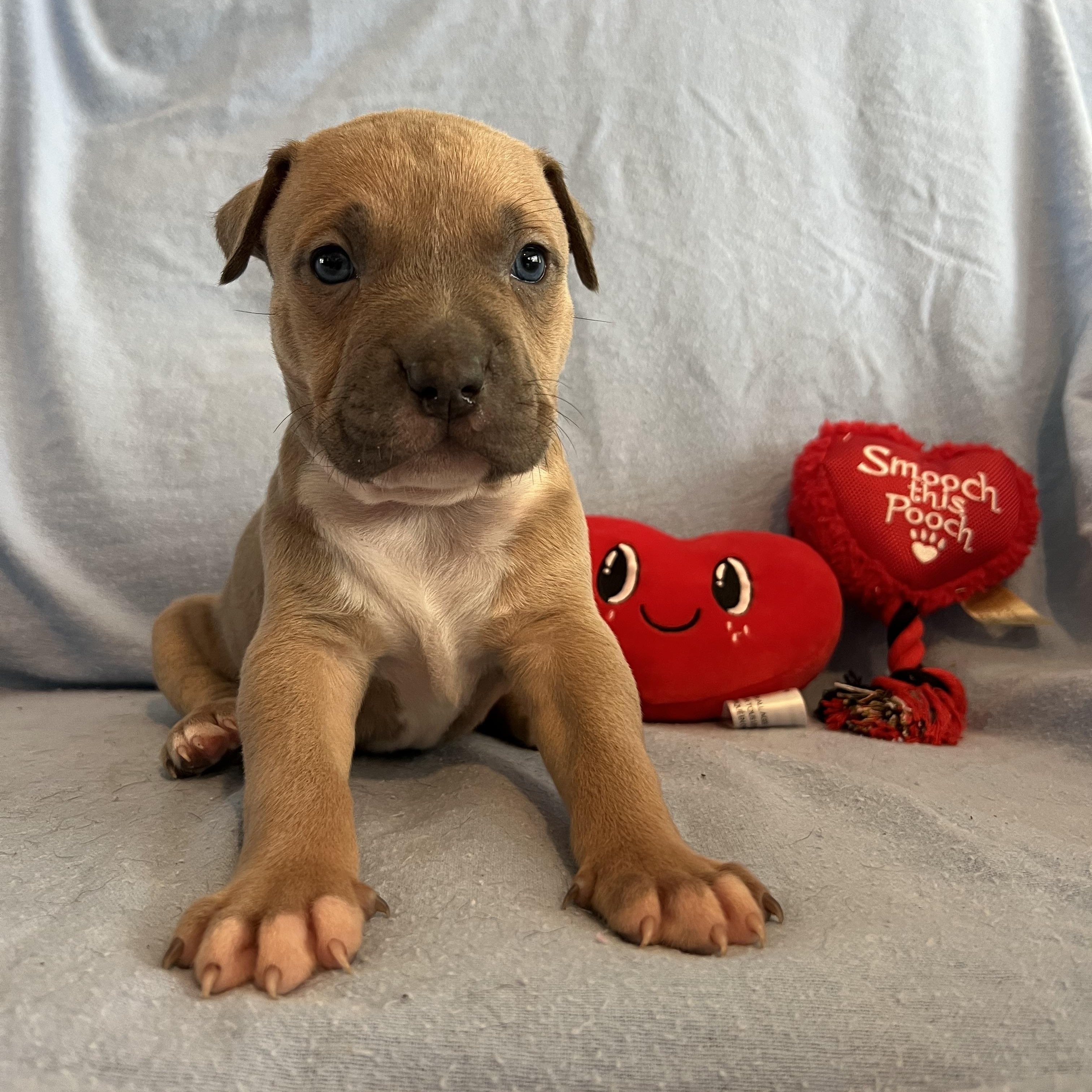 Enlarge BROWNIE, an adopted American Staffordshire Terrier in PORTLAND, OR image 3/5