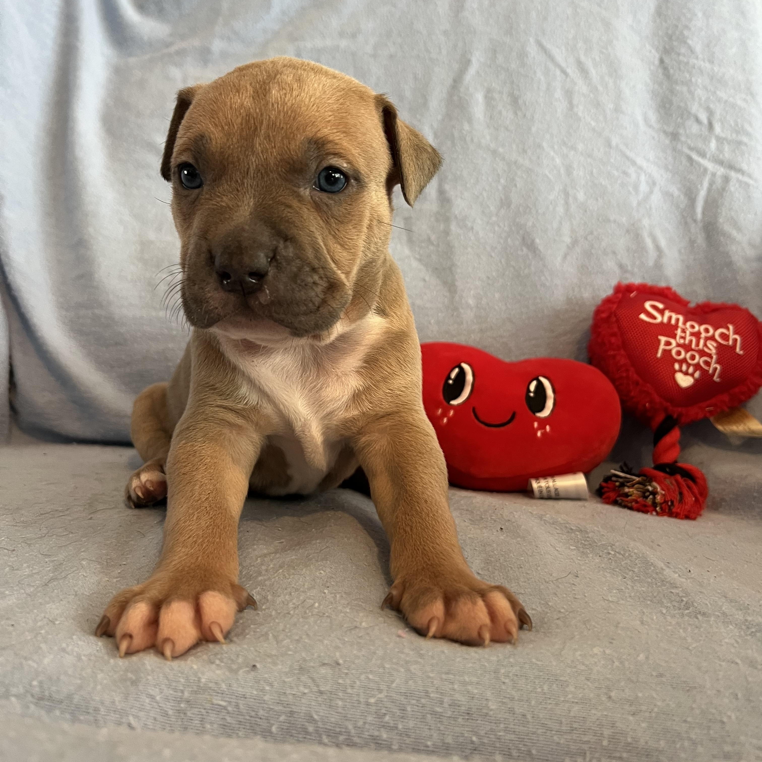 Enlarge BROWNIE, an adopted American Staffordshire Terrier in PORTLAND, OR image 2/5