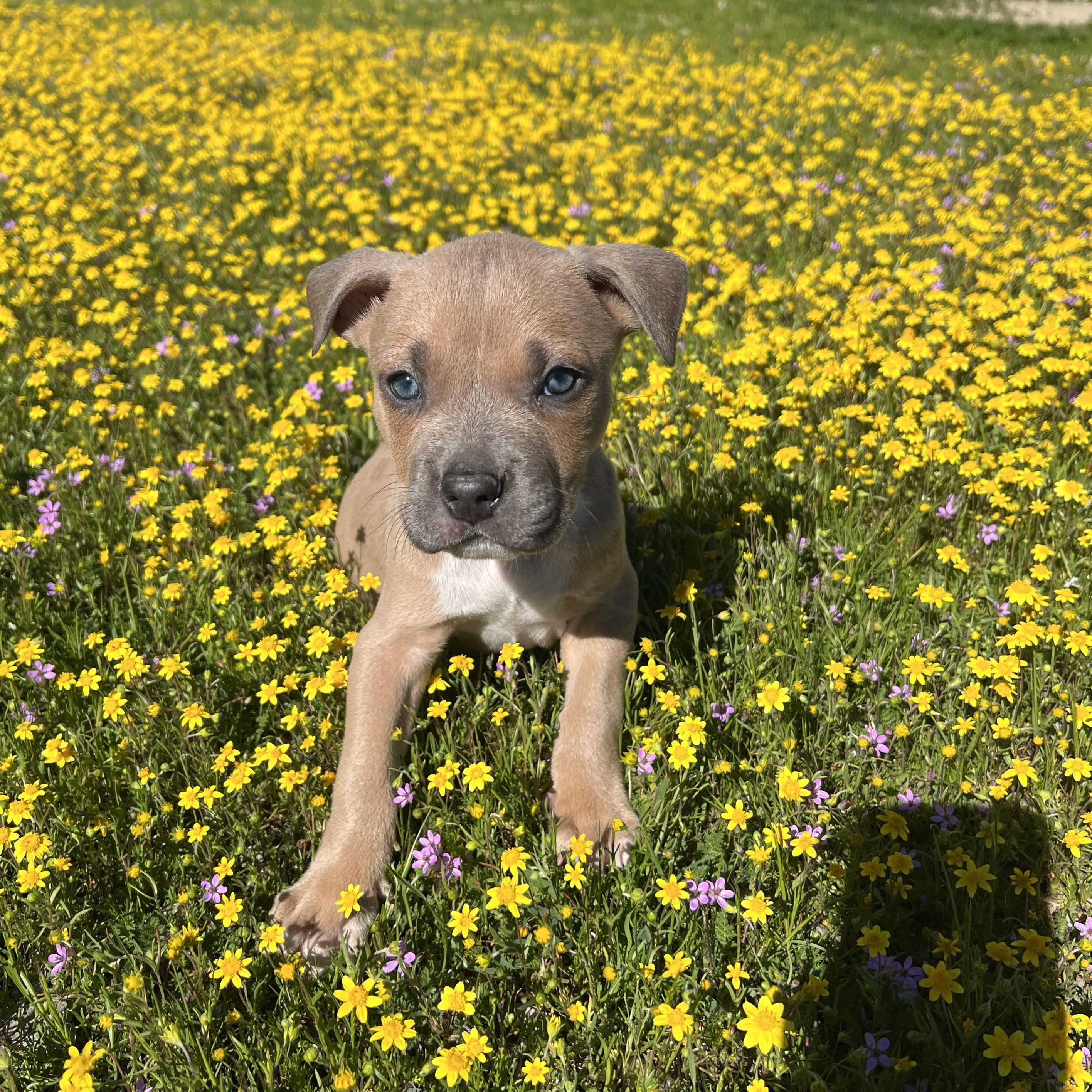 Enlarge BROWNIE, an adopted American Staffordshire Terrier in PORTLAND, OR image 1/5