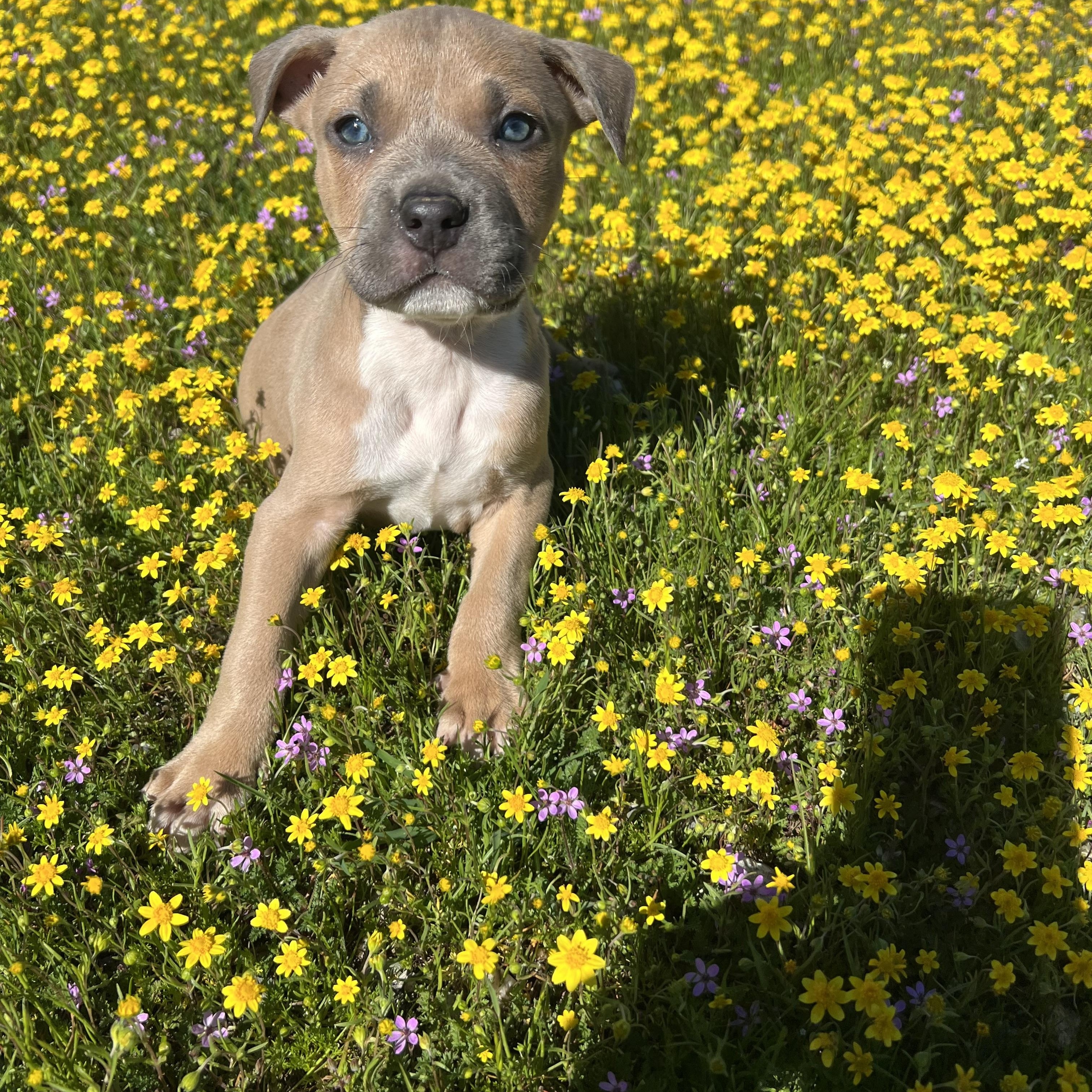 Enlarge BROWNIE, an adopted American Staffordshire Terrier in PORTLAND, OR image 5/5