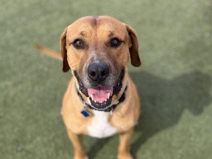 MANKO, Adoptable, Adult Male Pit Bull Terrier.