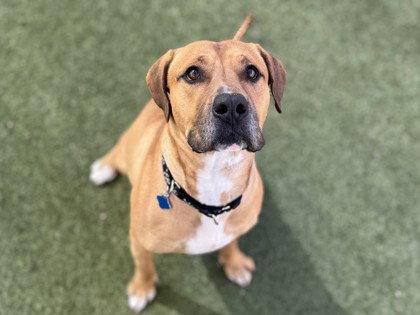 Enlarge MANKO, a Adoptable Pit Bull Terrier in Chandler, AZ image 2/3