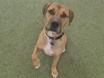 Enlarge MANKO, a Adoptable Pit Bull Terrier in Chandler, AZ image 3/3