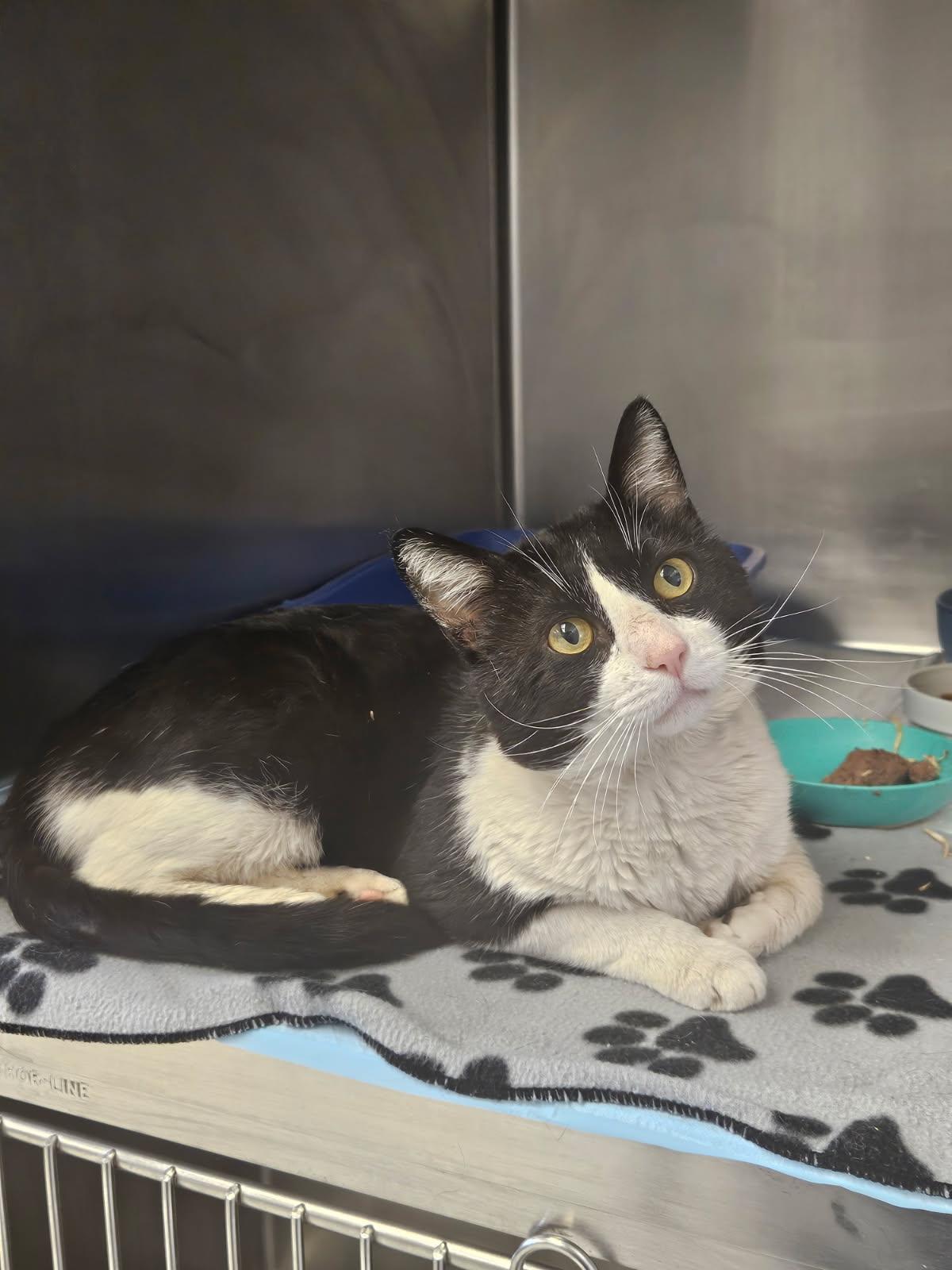 Fred, ADOPTABLE, Senior Male Domestic Short Hair.