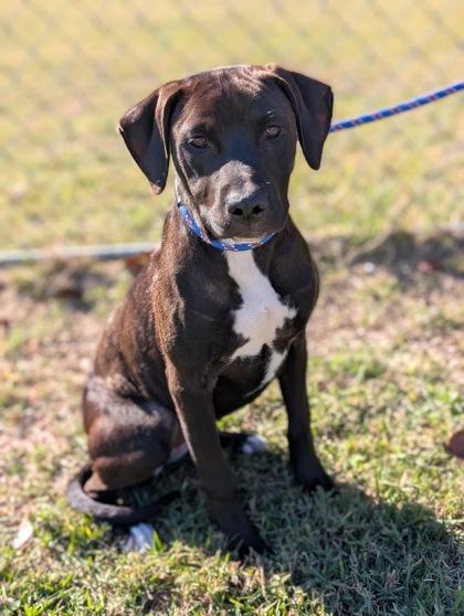 Enlarge Socks, a Adoptable mixed breed in Gulfport, MS image 1/2