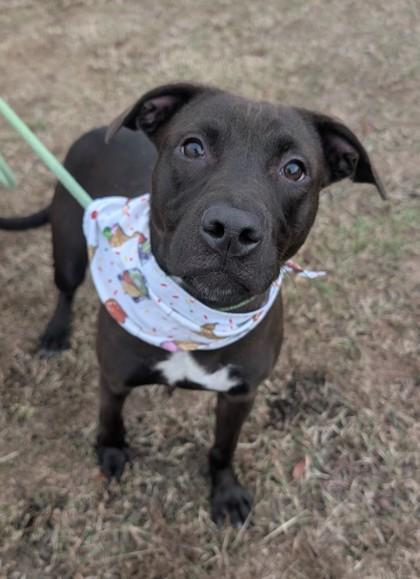 Enlarge Socks, a Adoptable mixed breed in Gulfport, MS image 2/2