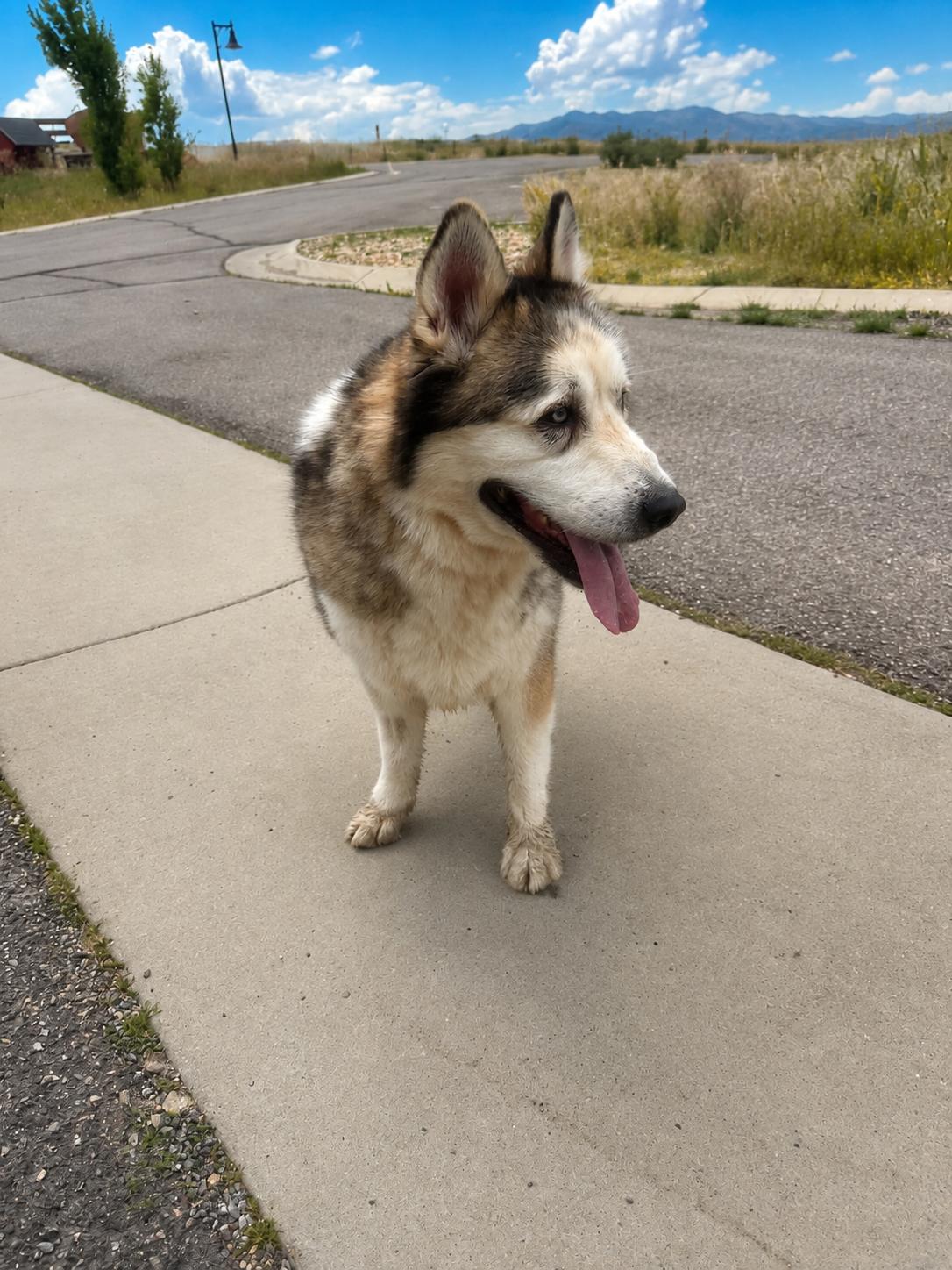 Enlarge Tundra, a Adoptable Alaskan Malamute in Midway, UT image 2/2