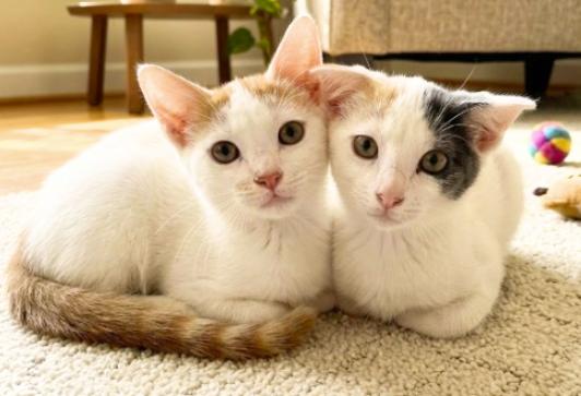 Enlarge Star and Sky, a Adoptable American Shorthair in Union City, NJ image 2/6