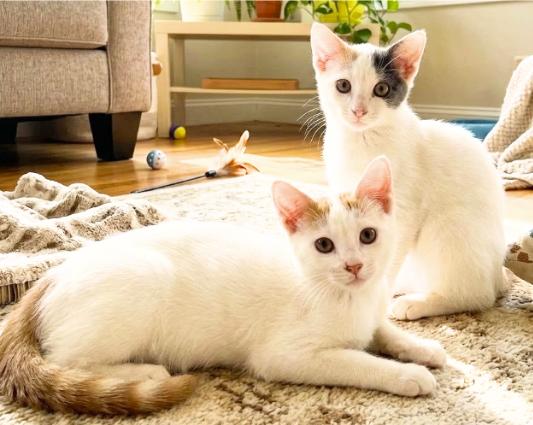 Enlarge Star and Sky, a Adoptable American Shorthair in Union City, NJ image 6/6