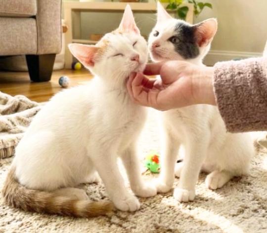Enlarge Star and Sky, a Adoptable American Shorthair in Union City, NJ image 3/6