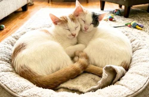 Enlarge Star and Sky, a Adoptable American Shorthair in Union City, NJ image 4/6