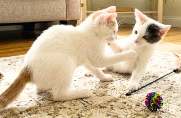 Enlarge Star and Sky, a Adoptable American Shorthair in Union City, NJ image 5/6