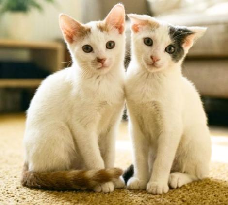 Star and Sky, Adoptable, Kitten Male American Shorthair.