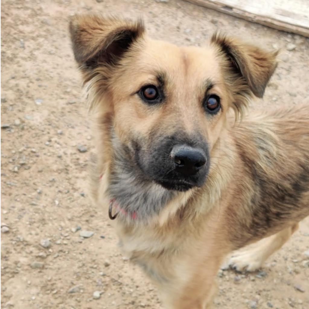 Enlarge Chloe, a Adoptable Shepherd in Tucson, AZ image 1/1