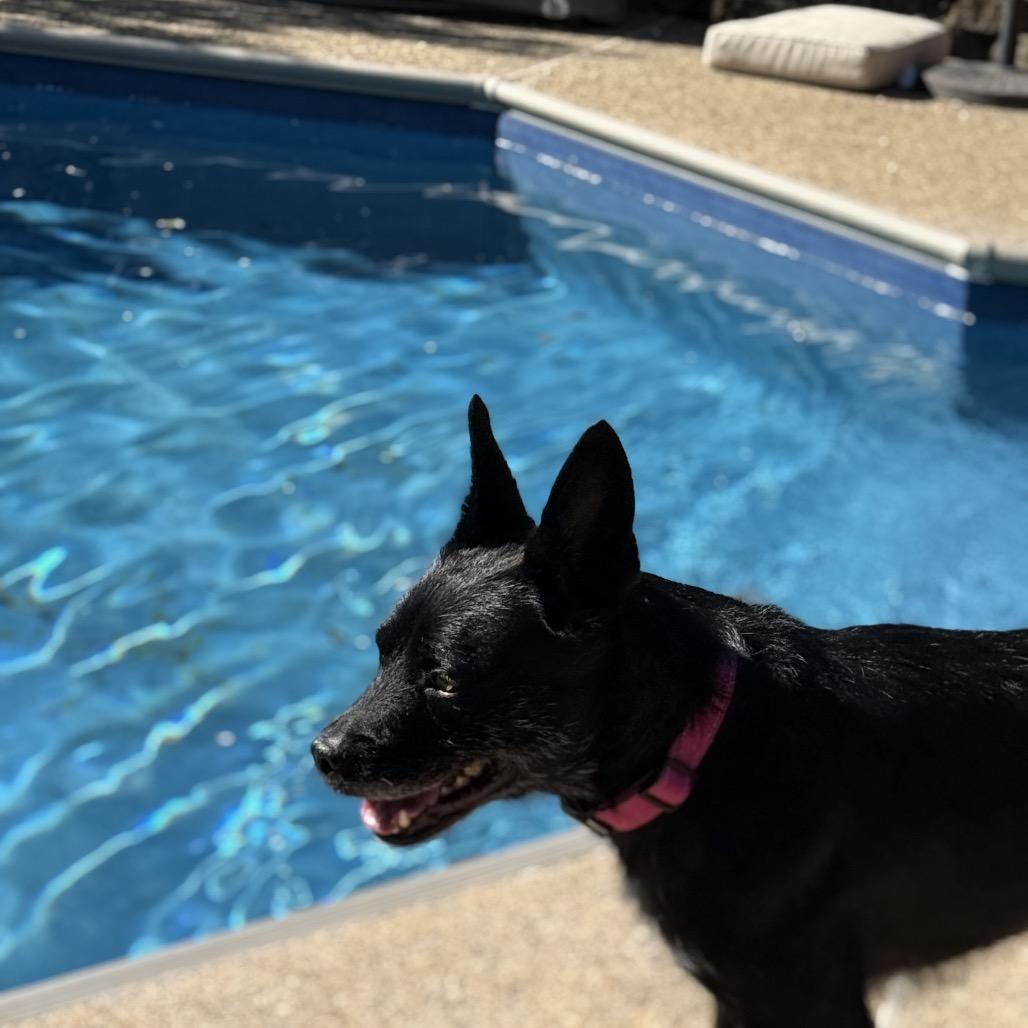 Lena (*), Adoptable, Adult Female Terrier.