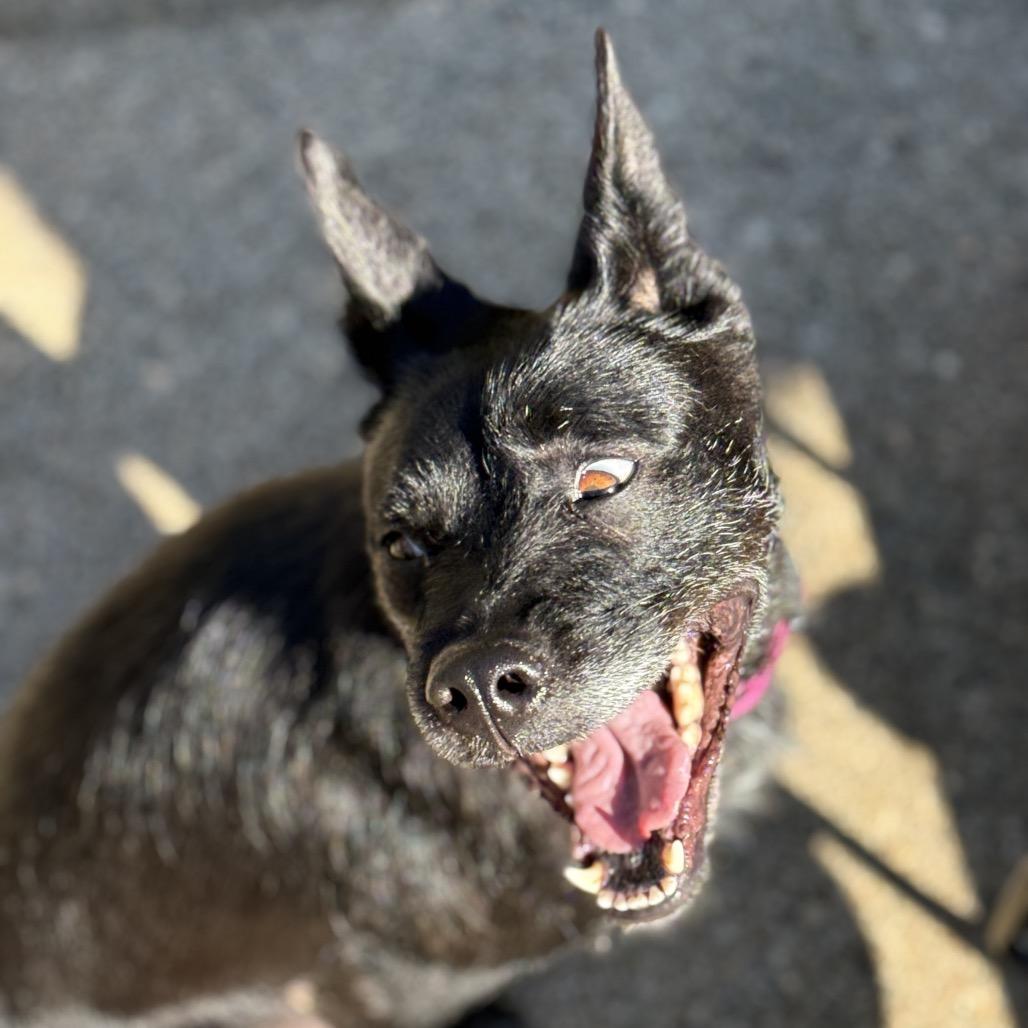 Enlarge Lena (*), a Adoptable Terrier in Sacramento, CA image 2/6