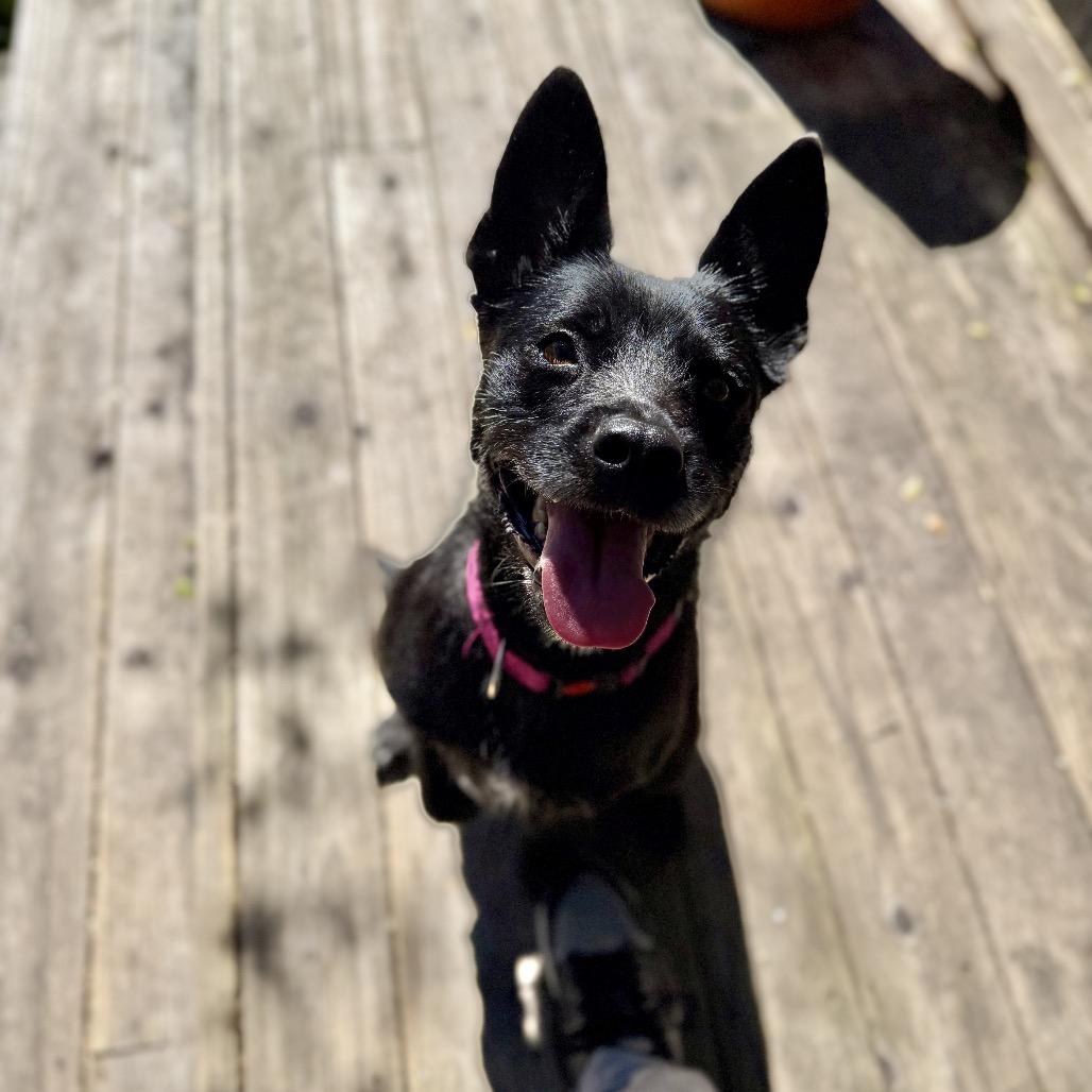 Enlarge Lena (*), a Adoptable Terrier in Sacramento, CA image 3/6