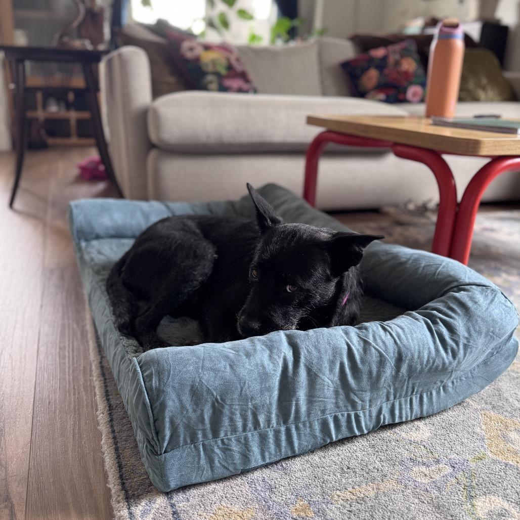 Enlarge Lena (*), a Adoptable Terrier in Sacramento, CA image 4/6