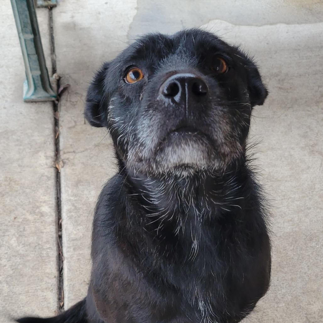 Enlarge Lena (*), a Adoptable Terrier in Sacramento, CA image 5/6