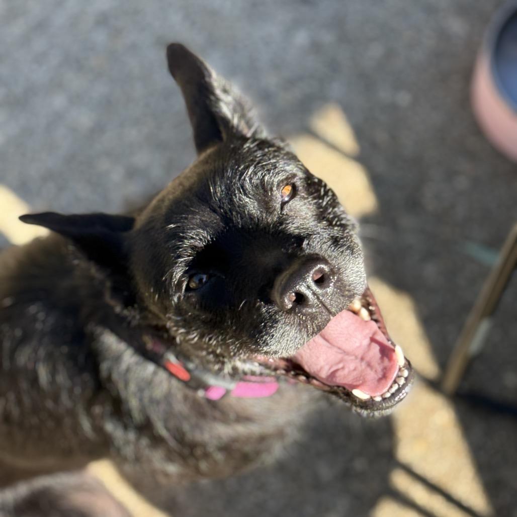 Enlarge Lena (*), a Adoptable Terrier in Sacramento, CA image 6/6