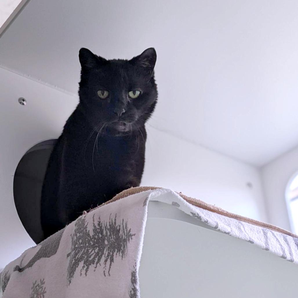 Juliet, Adoptable, Senior Female Domestic Short Hair.