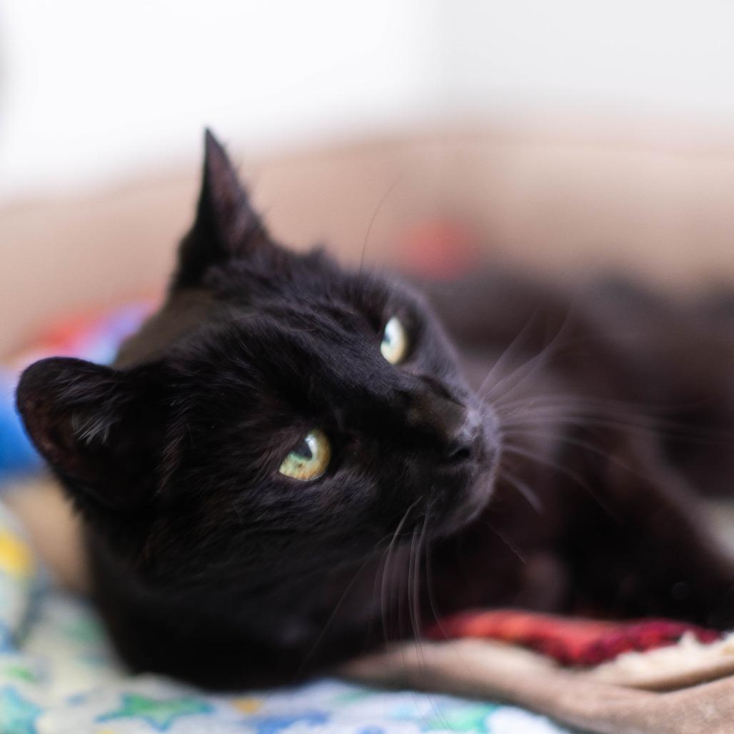 Enlarge Juliet, a Adoptable Domestic Short Hair in South Burlington, VT image 2/3