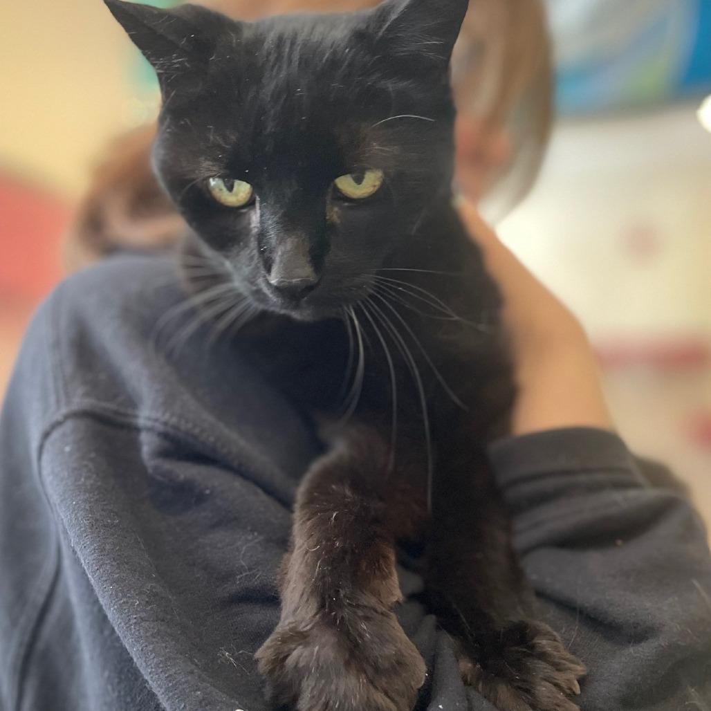 Enlarge Juliet, a Adoptable Domestic Short Hair in South Burlington, VT image 2/2