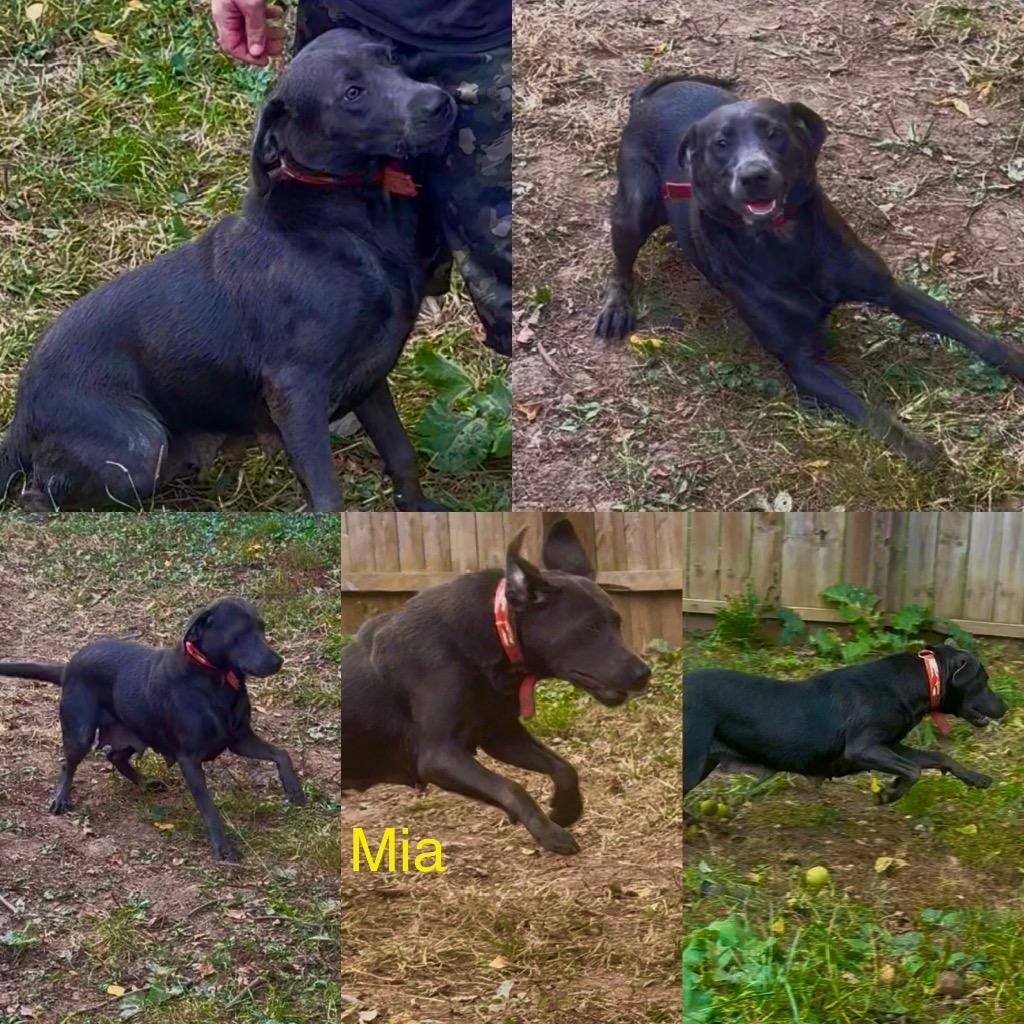 Enlarge Mia, a Adoptable Labrador Retriever in White Hall, IL image 1/1