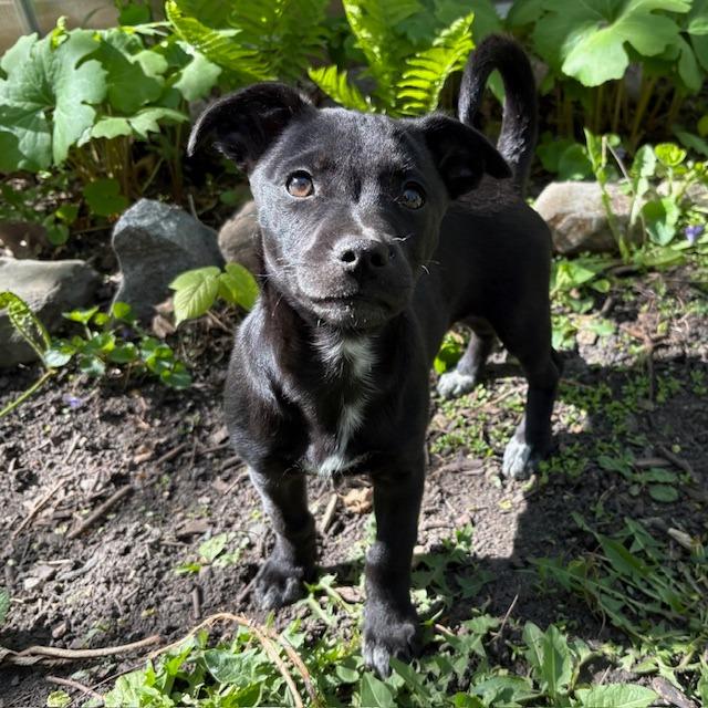 Enlarge Lulu, a Adoptable mixed breed in Chaska, MN image 1/6