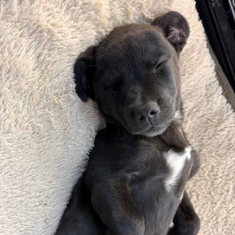 Enlarge Lulu, a Adoptable mixed breed in Chaska, MN image 2/6