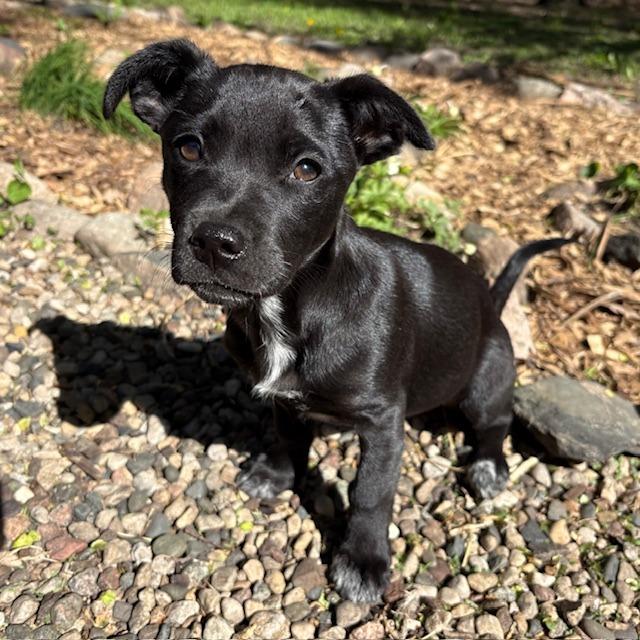 Enlarge Lulu, a Adoptable mixed breed in Chaska, MN image 3/6