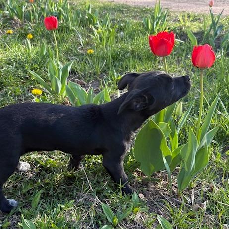 Enlarge Lulu, a Adoptable mixed breed in Chaska, MN image 4/6